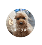 トイプードルこはたん（個別スタンプ：6）