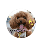 トイプードルこはたん（個別スタンプ：7）