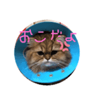 ちゃちゃまるの日常にゃ（個別スタンプ：4）