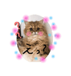ちゃちゃまるの日常にゃ（個別スタンプ：5）