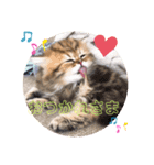 ちゃちゃまるの日常にゃ（個別スタンプ：7）