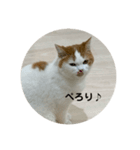 モフアニマルカフェのジバちゃんのスタンプ（個別スタンプ：1）