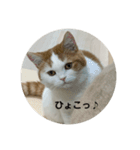モフアニマルカフェのジバちゃんのスタンプ（個別スタンプ：2）