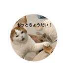 モフアニマルカフェのジバちゃんのスタンプ（個別スタンプ：3）
