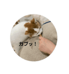 モフアニマルカフェのジバちゃんのスタンプ（個別スタンプ：6）