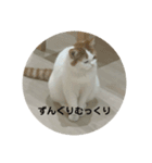モフアニマルカフェのジバちゃんのスタンプ（個別スタンプ：7）
