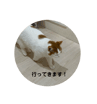 モフアニマルカフェのジバちゃんのスタンプ（個別スタンプ：11）