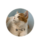 モフアニマルカフェのジバちゃんのスタンプ（個別スタンプ：12）