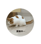 モフアニマルカフェのジバちゃんのスタンプ（個別スタンプ：14）