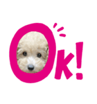 あんずちゃんスタンプ(トイプードル)2（個別スタンプ：1）
