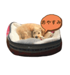 あんずちゃんスタンプ(トイプードル)2（個別スタンプ：2）