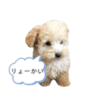 あんずちゃんスタンプ(トイプードル)2（個別スタンプ：4）
