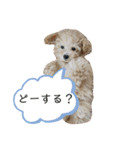 あんずちゃんスタンプ(トイプードル)2（個別スタンプ：6）