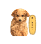 あんずちゃんスタンプ(トイプードル)2（個別スタンプ：8）