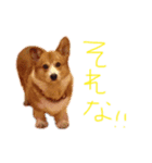 ロッキー❤︎❤︎（個別スタンプ：7）