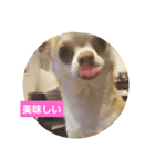 犬のライト（個別スタンプ：3）