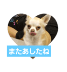 犬のライト（個別スタンプ：4）