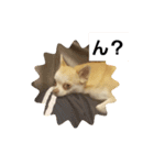 犬のライト（個別スタンプ：5）