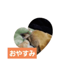 犬のライト（個別スタンプ：6）