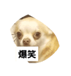 犬のライト（個別スタンプ：7）