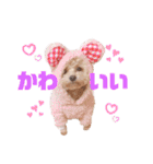 ことらんたの日常。（個別スタンプ：3）