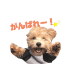 ことらんたの日常。（個別スタンプ：14）