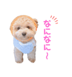 ことらんたの日常。（個別スタンプ：36）