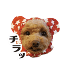 うめの友達★あんじゅ＆しぇり★（個別スタンプ：1）