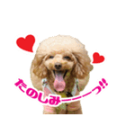 うめの友達★あんじゅ＆しぇり★（個別スタンプ：3）