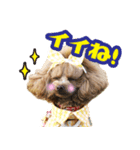 うめの友達★あんじゅ＆しぇり★（個別スタンプ：6）