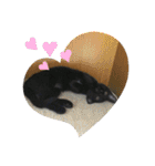 うちのくろねこ（個別スタンプ：1）