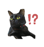 うちのくろねこ（個別スタンプ：4）