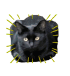 うちのくろねこ（個別スタンプ：5）