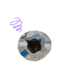うちのくろねこ（個別スタンプ：6）