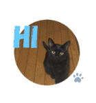 うちのくろねこ（個別スタンプ：15）