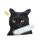 うちのくろねこ（個別スタンプ：22）