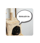 うちのくろねこ（個別スタンプ：34）