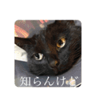 うちのくろねこ（個別スタンプ：35）