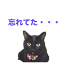 うちのくろねこ（個別スタンプ：36）
