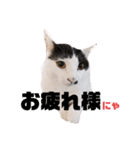 マロンコロンチョロ（個別スタンプ：1）