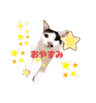マロンコロンチョロ（個別スタンプ：3）