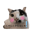 マロンコロンチョロ（個別スタンプ：9）