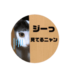 マロンコロンチョロ（個別スタンプ：12）