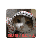 マロンコロンチョロ（個別スタンプ：13）