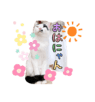 マロンコロンチョロ（個別スタンプ：14）