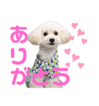 トイプードルのチロルン❤️ デカ文字（個別スタンプ：1）