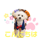 トイプードルのチロルン❤️ デカ文字（個別スタンプ：3）