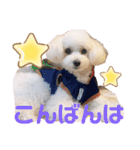 トイプードルのチロルン❤️ デカ文字（個別スタンプ：4）