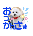 トイプードルのチロルン❤️ デカ文字（個別スタンプ：6）