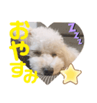 トイプードルのチロルン❤️ デカ文字（個別スタンプ：7）